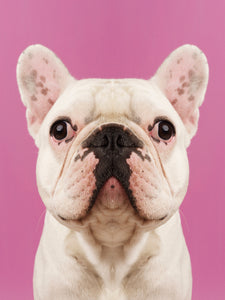 Symmetridog "Oscar 2"