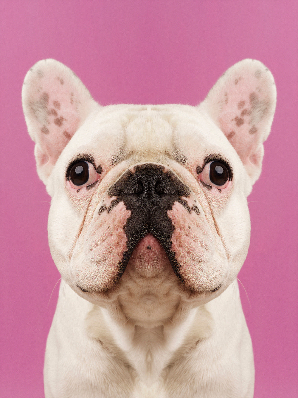 Symmetridog 