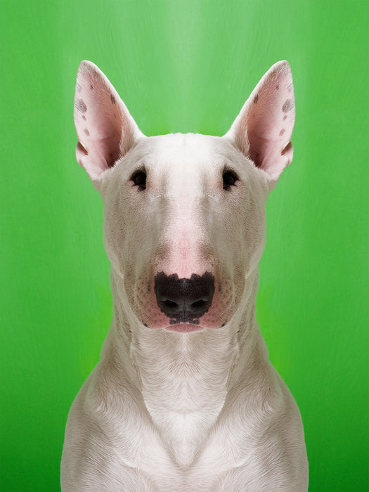 Symmetridog "Begbie"