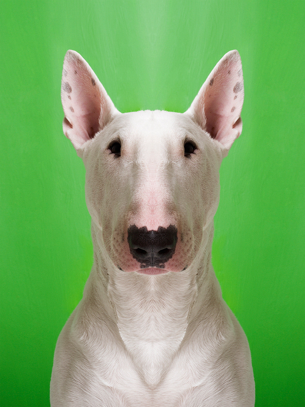 Symmetridog 