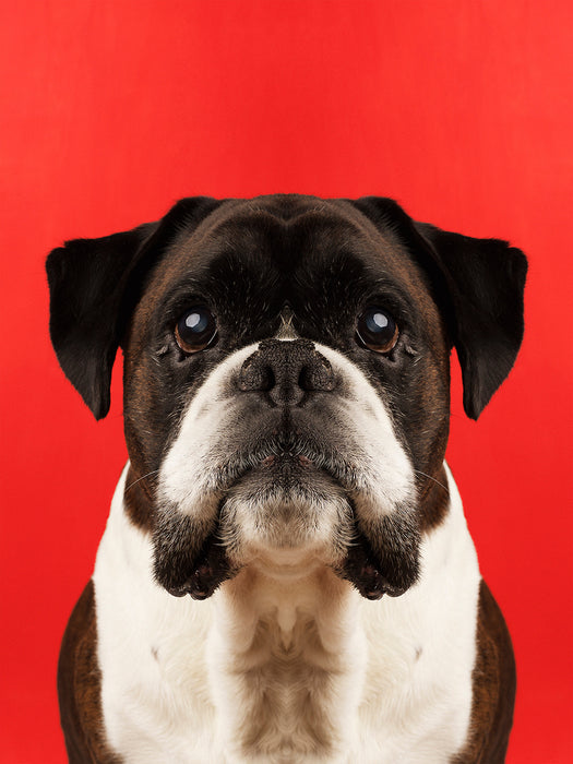 Symmetridog "Achilles 1"