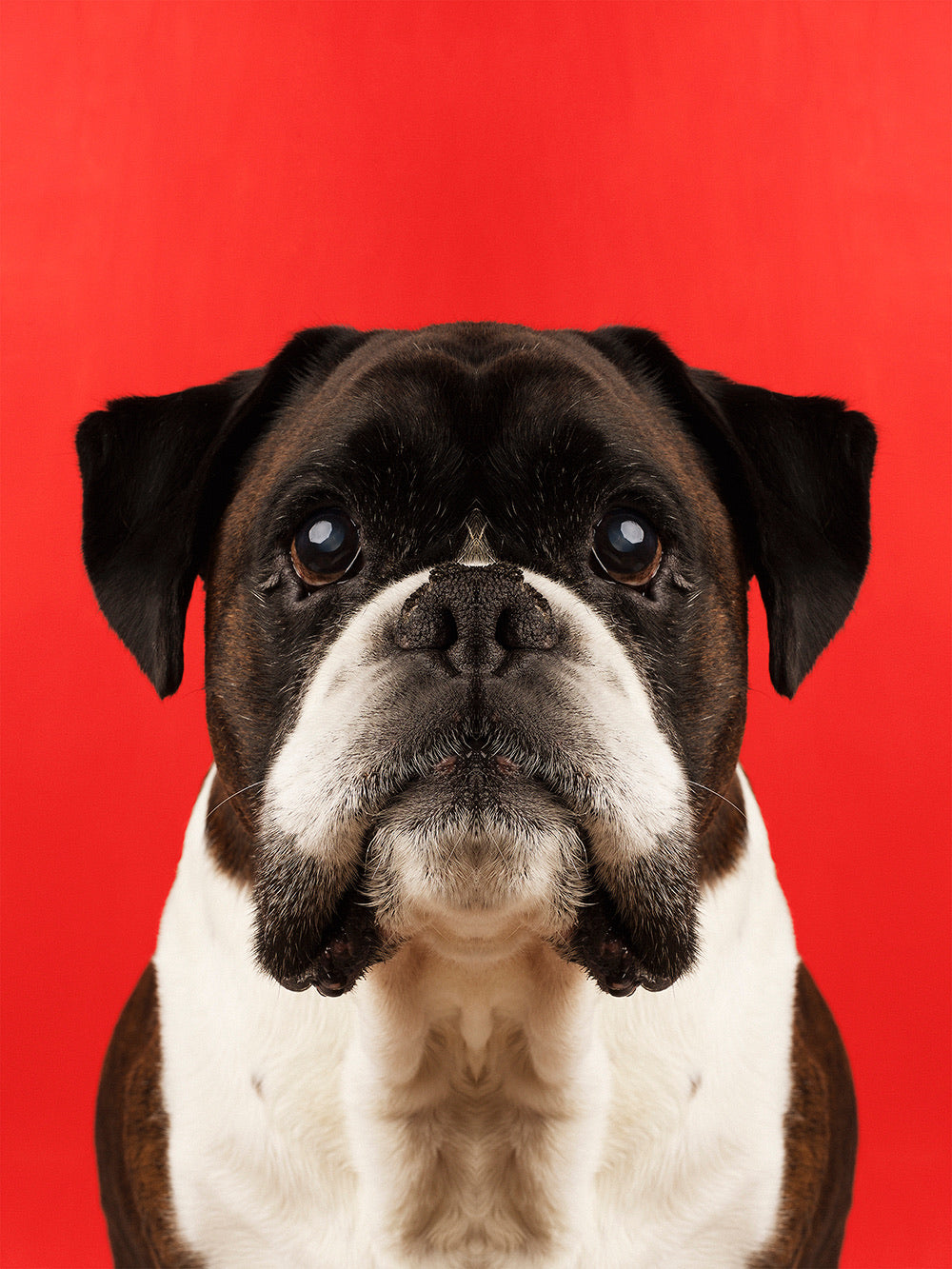 Symmetridog 