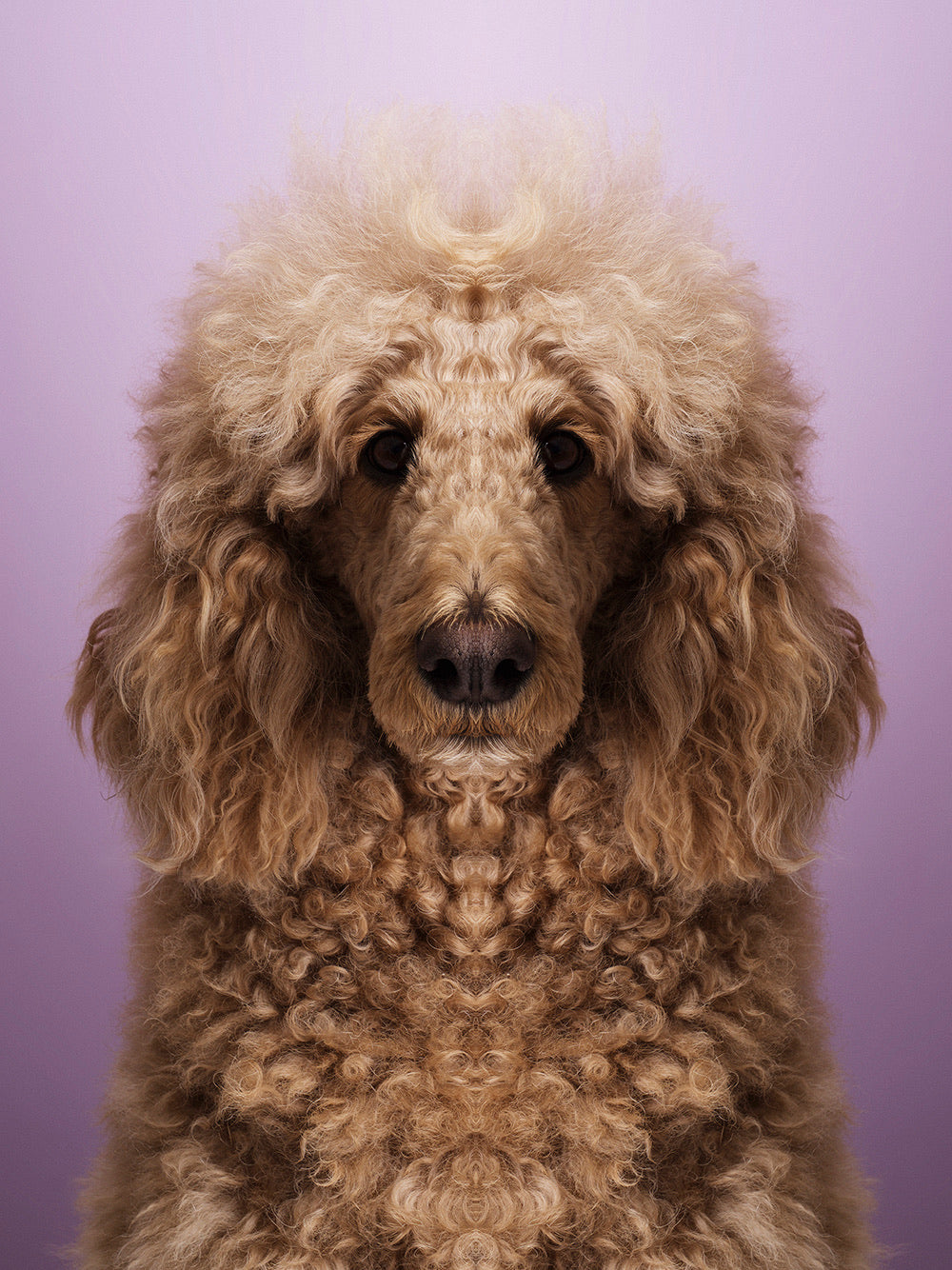 Symmetridog 