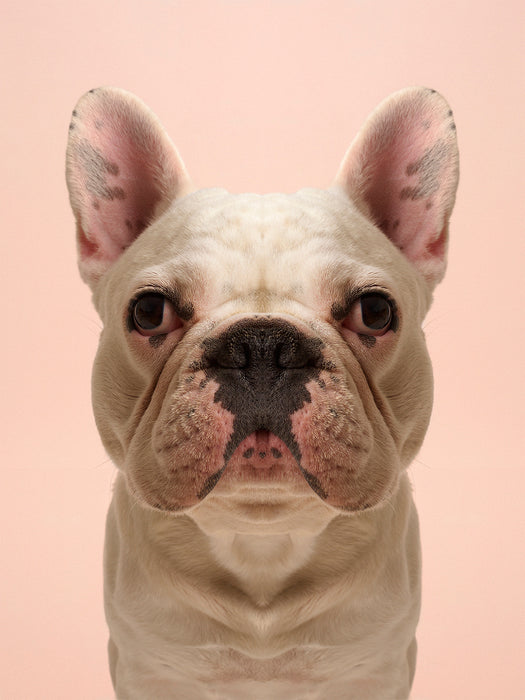 Symmetridog "Oscar 1"