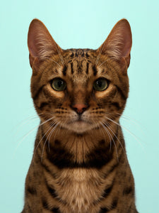 Symmetricat "Buzz"