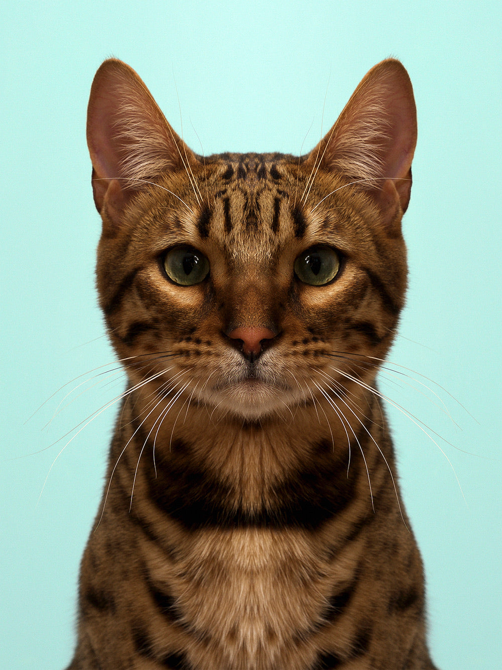 Symmetricat 