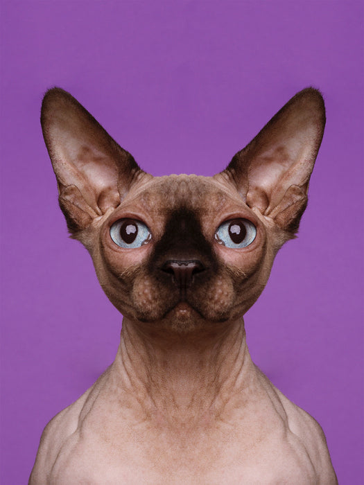 Symmetricat "Untitled 2"