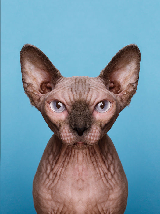 Symmetricat "Untitled 3"