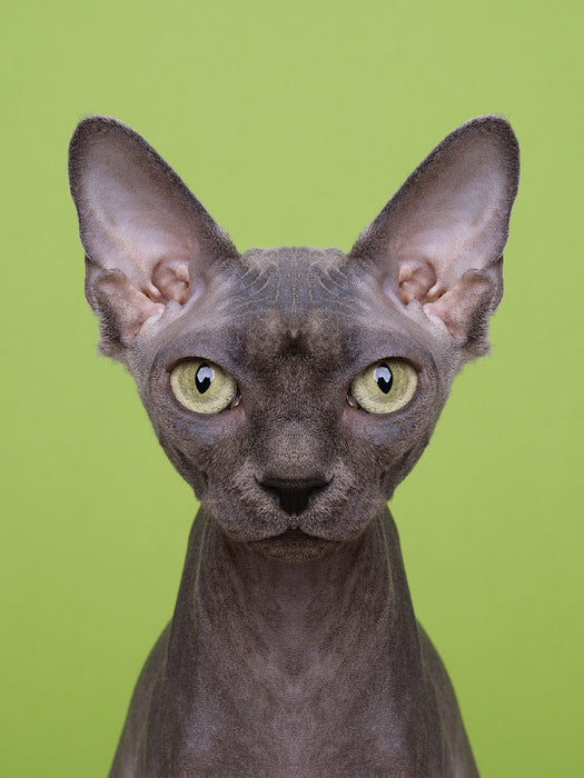Symmetricat "Untitled 4"