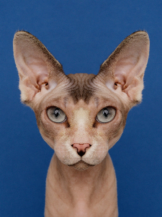 Symmetricat "Untitled 5"