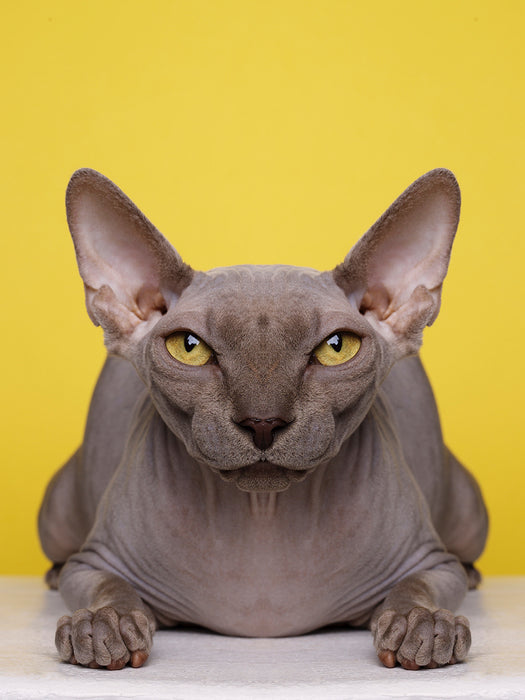 Symmetricat "Untitled 6"