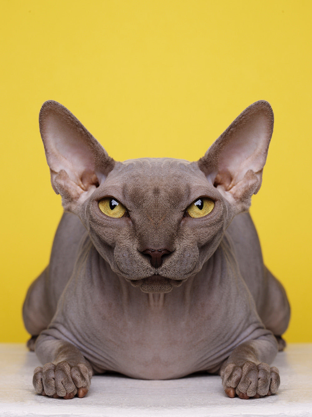 Symmetricat 