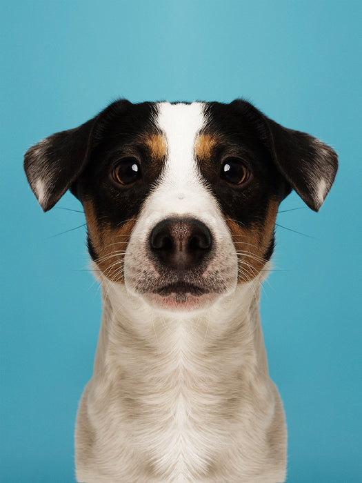 Symmetridog "Jeppe"