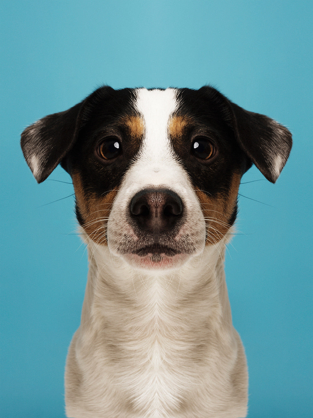 Symmetridog 