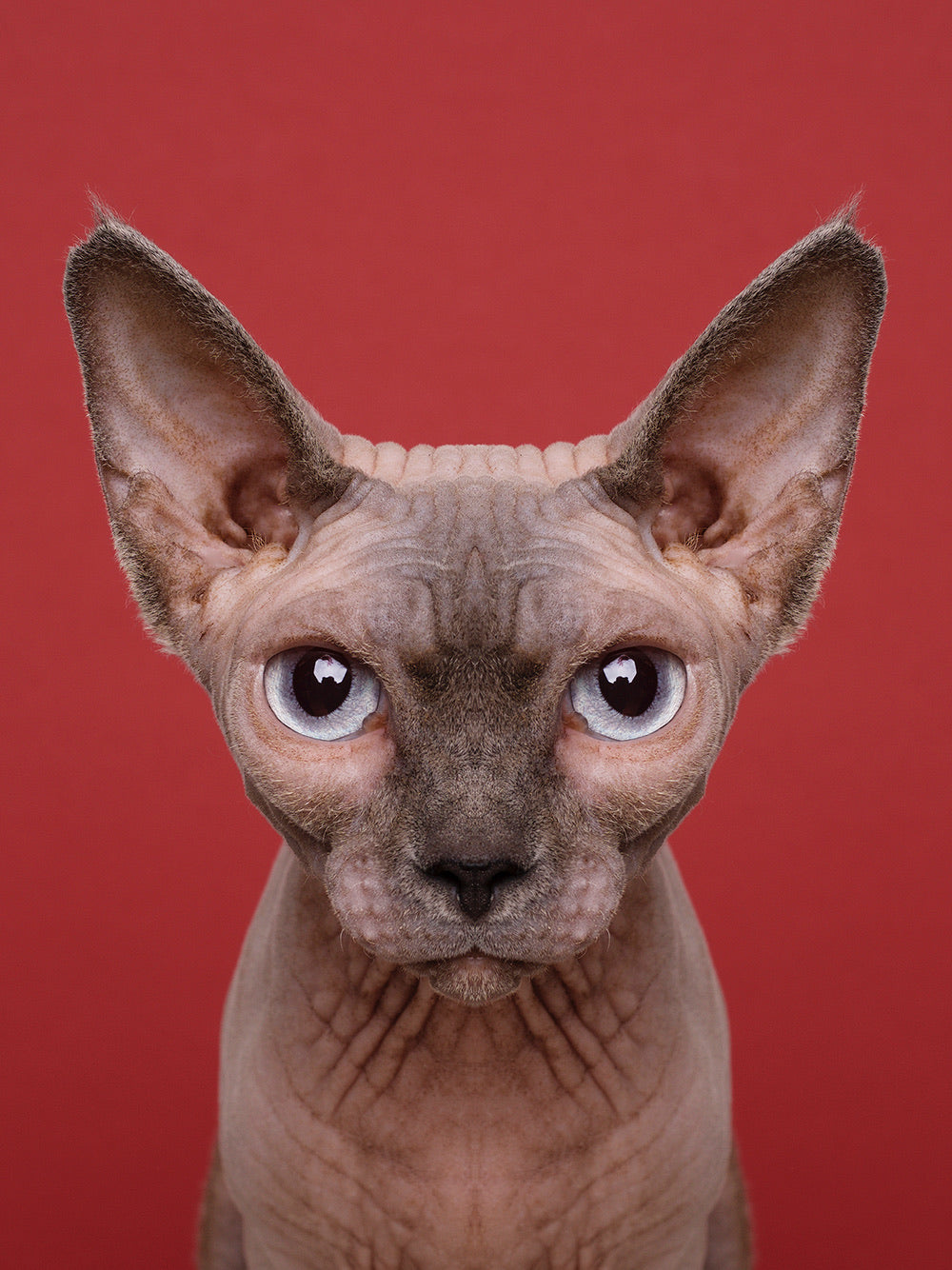 Symmetricat 