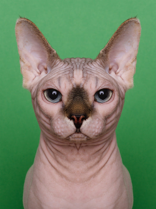 Symmetricat "Untitled 8"