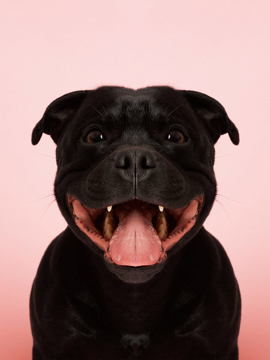 Symmetridog "Stian 2"