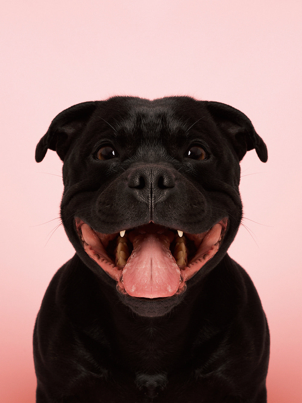 Symmetridog 