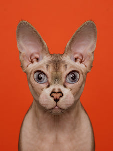 Symmetricat "Untitled 9"