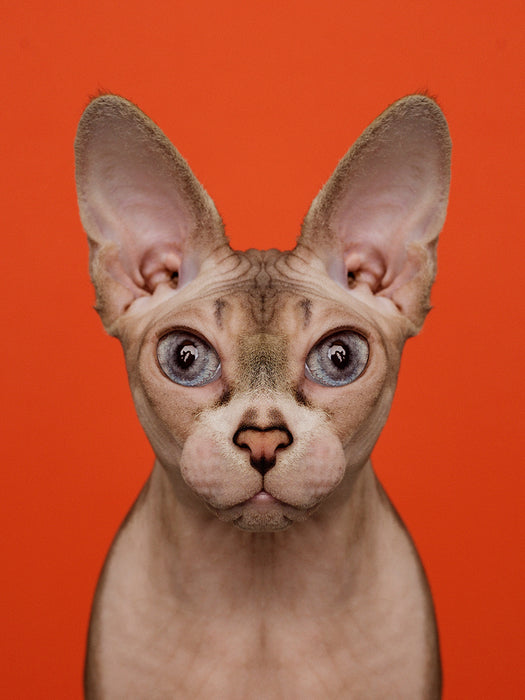 Symmetricat "Untitled 9"
