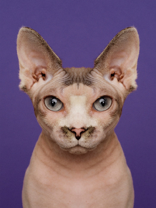 Symmetricat "Untitled 10"