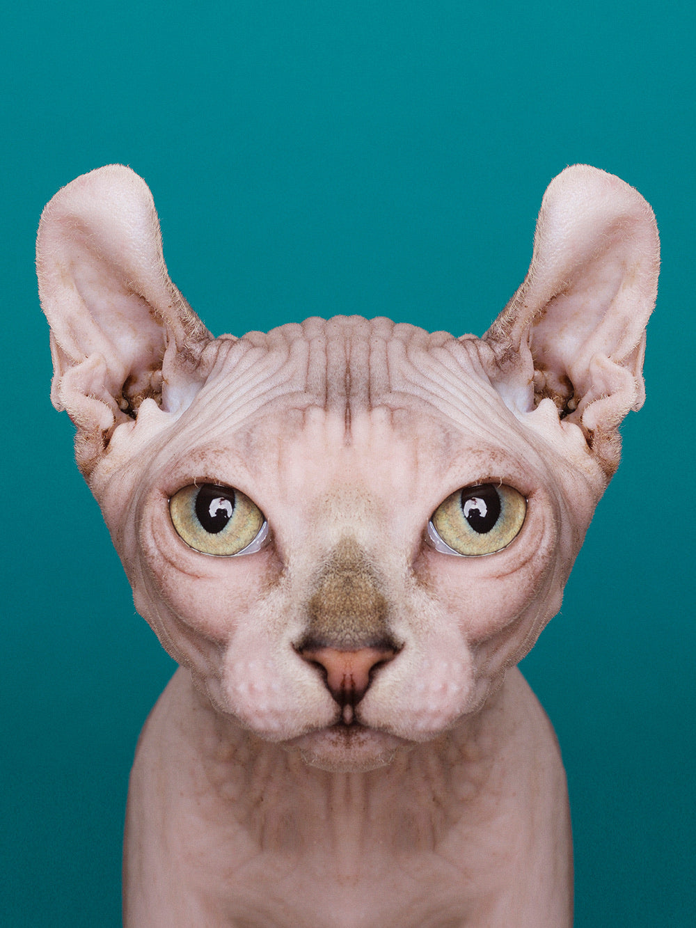 Symmetricat 