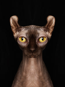 Symmetricat "Sphynx Cat Special Edition I"