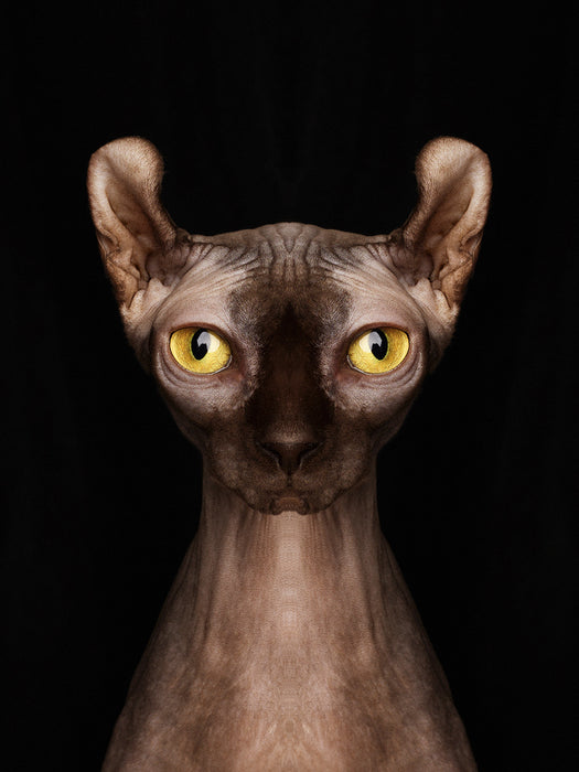 Symmetricat "Sphynx Cat Special Edition I"