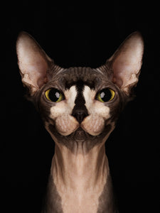 Symmetricat "Sphynx Cat Special Edition II"