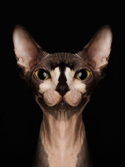 Symmetricat "Sphynx Cat Special Edition II"
