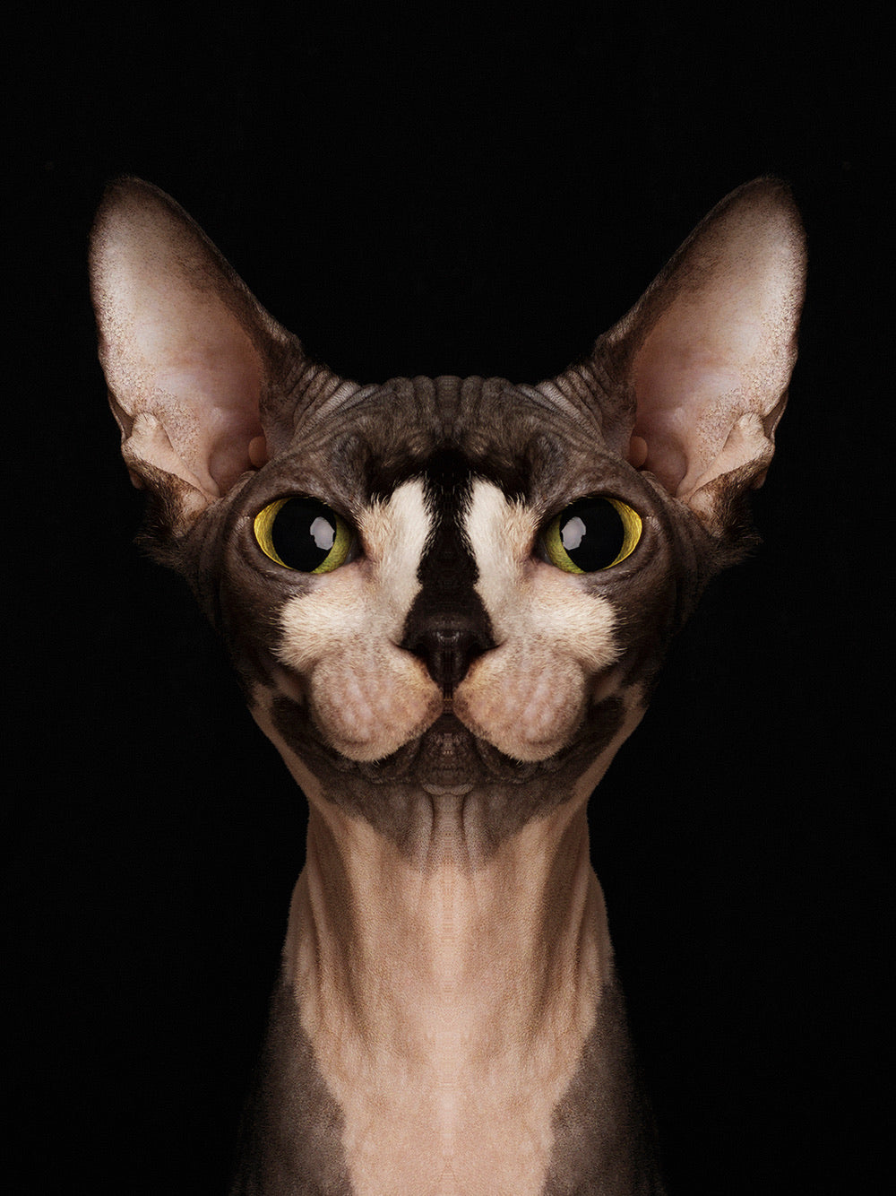 Symmetricat 