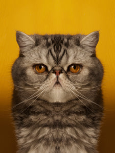 Symmetricat "Chips"