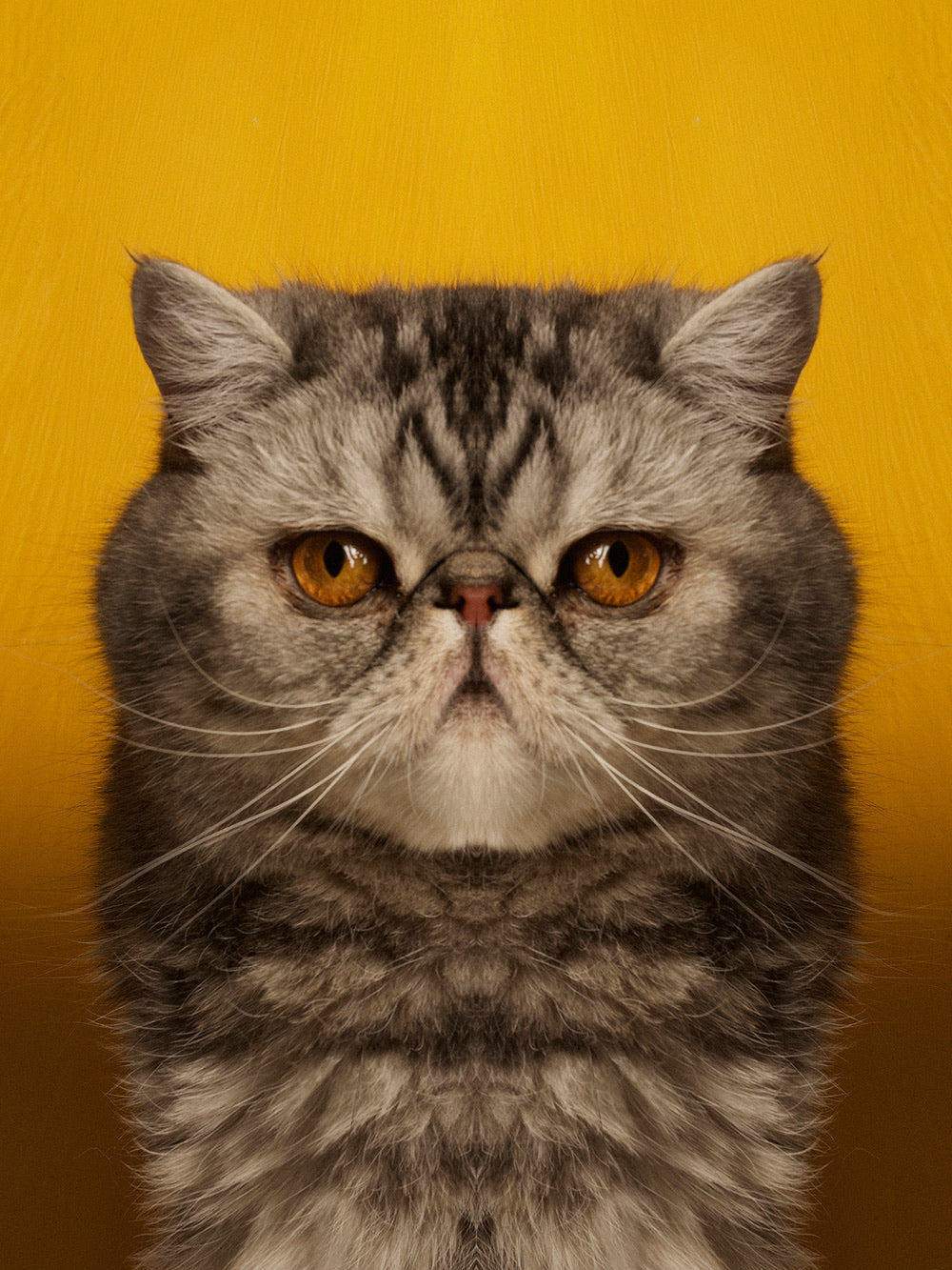 Symmetricat 