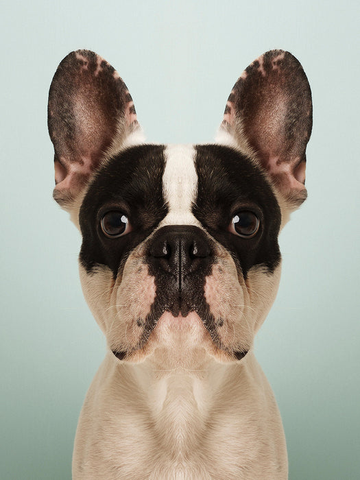 Symmetridog "Herman 2"