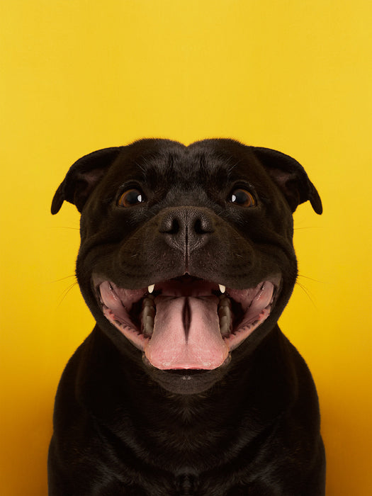 Symmetridog "Stian 1"