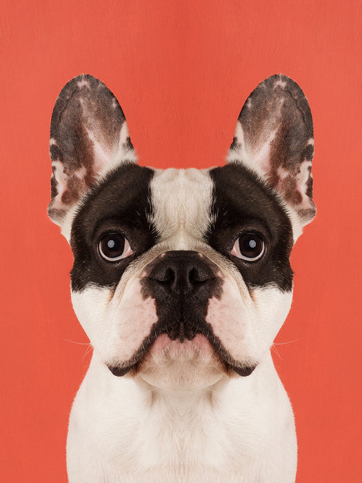 Symmetridog "Herman 1"