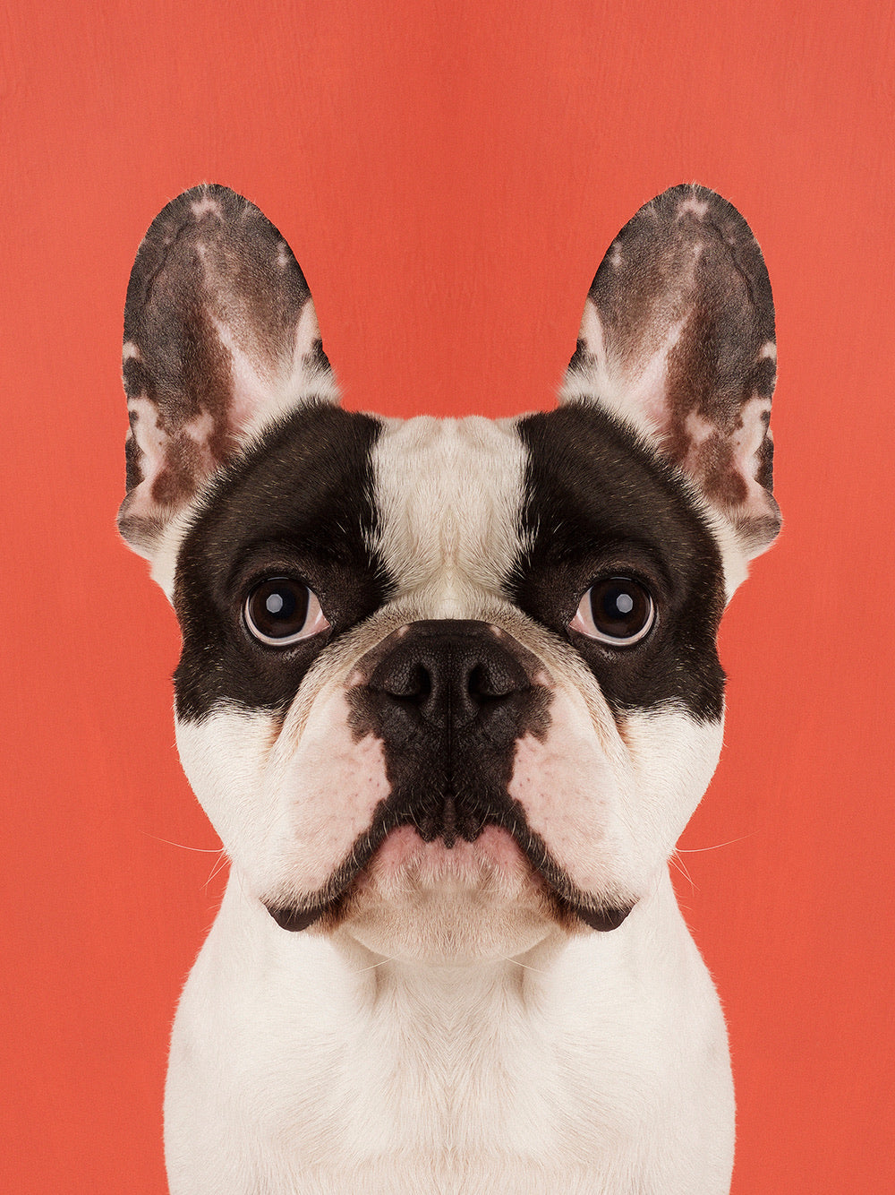 Symmetridog 