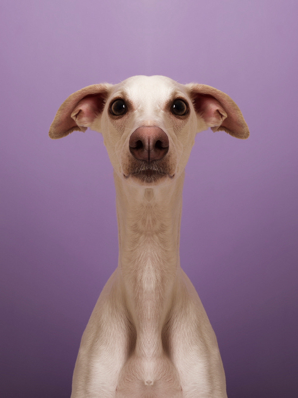 Symmetridog 